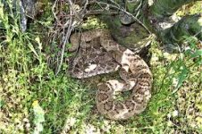 IMG_5718.jpeg