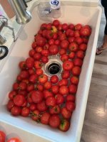 TOMATOE X1.jpg