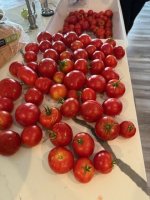 TOMATOE X2.jpg