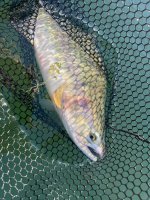 IMG_4944.jpeg