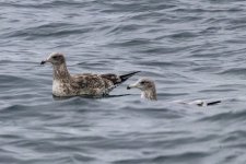 A18JuvenileGulls4731.jpg