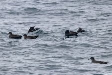 A20SootyShearwaters4720.jpg