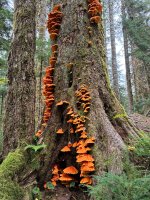IMG_9655.jpeg