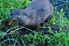 OtterFeedingTroutLake2011.jpg