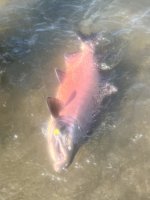 IMG_6955.jpeg