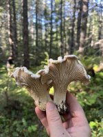 2025-09-12 15.46.17.jpg