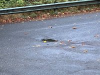 IMG_3929.jpeg