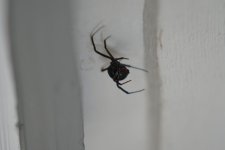DSC00882 a.JPG