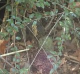 IMG_3951.jpeg