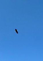 IMG_9761.jpeg