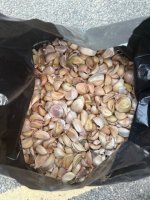 garlic.jpg