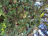 IMG_5045.jpeg