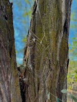 IMG_3487.jpeg