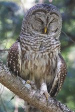 BarredOwlDozing2381.jpg BarredOwlDozing2381.jpg