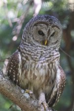 BarredOwl2387.jpg BarredOwl2387.jpg