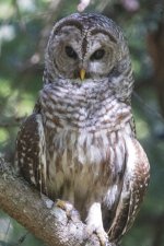 BarredOwl2398.jpg BarredOwl2398.jpg