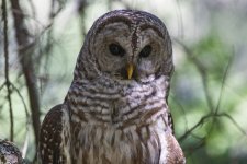 BarredOwlHeadshot2412.jpg BarredOwlHeadshot2412.jpg