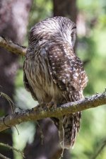 BarredOwlHeadTurn2438.jpg BarredOwlHeadTurn2438.jpg