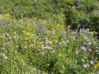 A01MixedWildflowersP8200102 copy.jpg