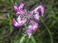 A03BirdbeakLousewort8200062 copy.jpg