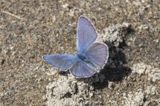 B04AnnasBlueButterfly4220 copy.jpg