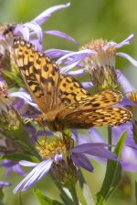 C09MormonFritillaryButterflyOnCascadeAster4331 copy.jpg