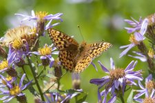 C10MormonFritillaryButterflyOnCascadesAster4338 copy.jpg
