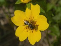 D13SmallBeeOnFanleafCinquefoil7110068 copy.jpg