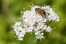 E14CommonDroneFlyHoneyBeeMimicOnSitkaValerian2358 copy.jpg