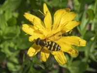 E15HoverflyOnMountainDandelionP7110090 copy.jpg