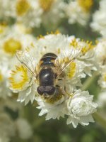E16HoverflyOnPearlyEverlasting8200234 copy.jpg