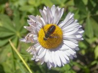 E17HoverflyOnWanderingFleabane8200245 copy.jpg