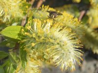 E18HoverflyOnWillowCatkin7110010 copy.jpg