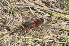 WhiteFacedMeadowhawk5268.jpg