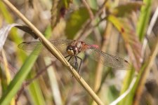 WhiteFacedMeadowhawkMale5287.jpg