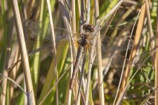 WhiteFacedMeadowhawkFemale5280.jpg