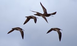 whimbrelwenzel2025mayee.jpeg