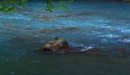 dipperrrrrrrr 2.jpeg