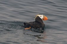 A01TuftedPuffin4657.jpg