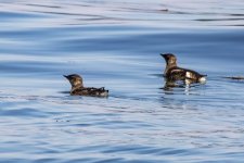 A04MarbledMurrelets2662.jpg