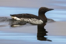 A09CommonMurre3265.jpg