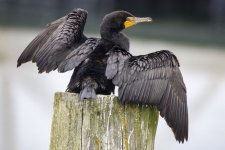 B11DoubleCrestedCormorant8884 copy.jpg