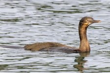 B13DoubleCrestedCormorantJuv8874.jpg