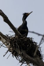 B14DoubleCrestedCormorantOnTreeNest3410.jpg