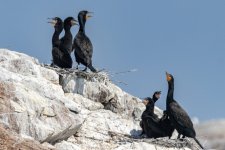 B15DoubleCrestedCormorantsNestingonCliff6875.jpg