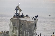 B16DoubleCrestedCormorantNestingOnMarker4661.jpg