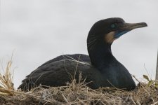 B18BrandtsCormorantOnNest0614.jpg