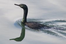 B19PelagicCormorant3121.jpg