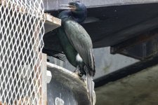 B20PelagicCormorant2916.jpg