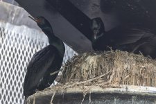 B22PelagicCormorantsOnNest2884.jpg